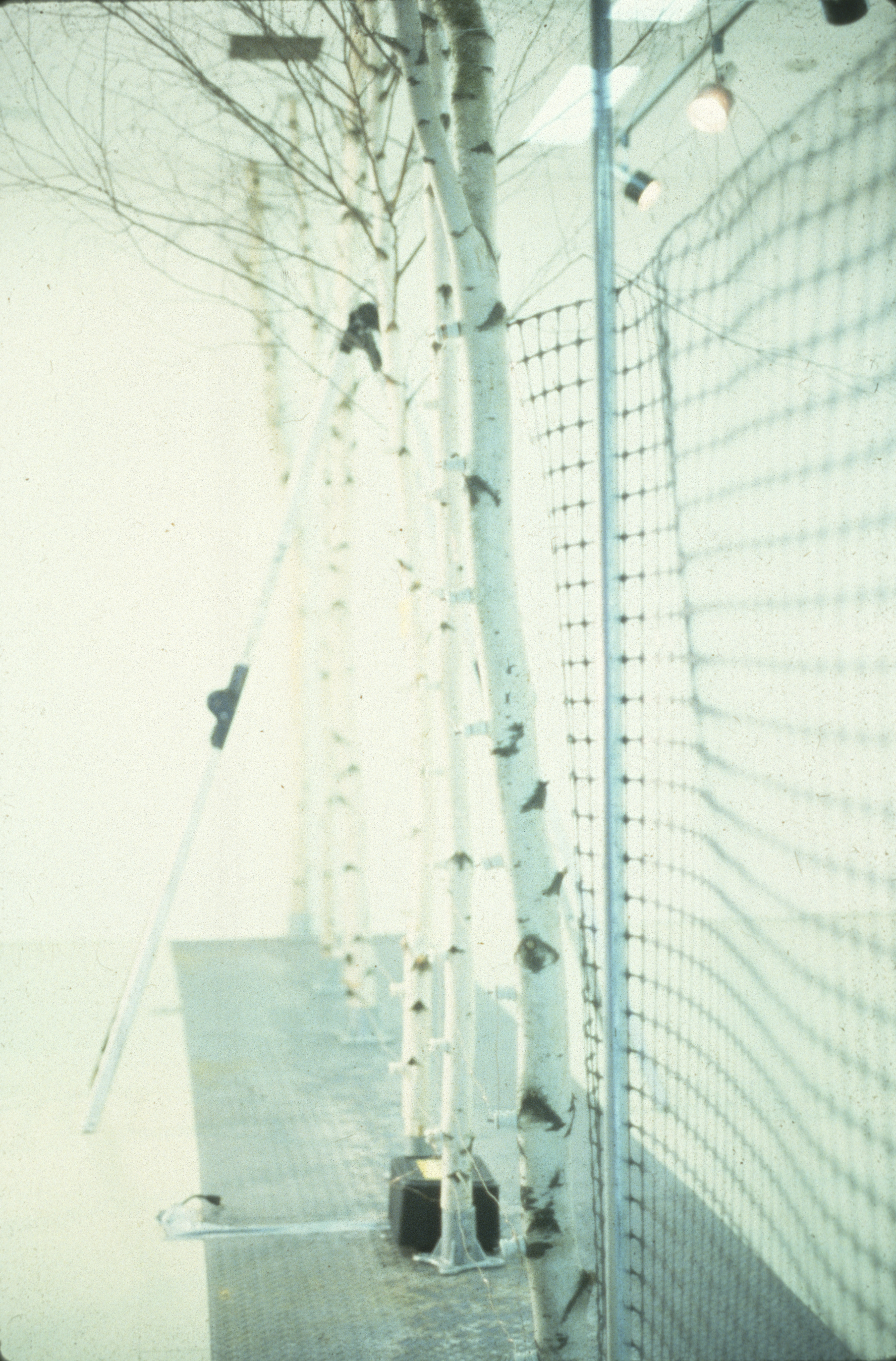 Fence 3.9 — Birch and Fence